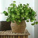 Begonia Leaves 27.5" Faux Plant